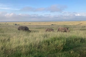 Park Narodowy w Nairobi, sierociniec dla słoni i Centrum Żyraf