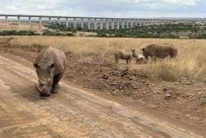Park Narodowy w Nairobi, sierociniec dla słoni i Centrum Żyraf