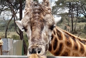 Nairobi: Nationaal Park, Olifantenweeshuis en Giraffe Tour