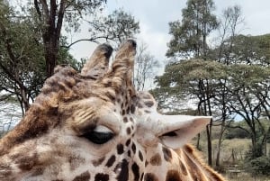 Nairobi: Nationaal Park, Olifantenweeshuis en Giraffe Tour