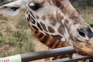 Nairobi: Nationaal Park, Olifantenweeshuis en Giraffe Tour