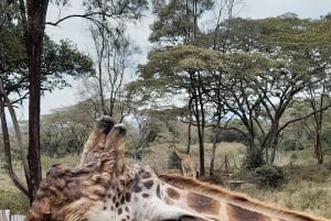 Nairobi: Nationaal Park, Olifantenweeshuis en Giraffe Tour