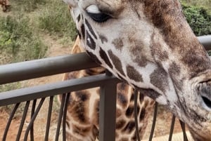 Nairobi: Nationaal Park, Olifantenweeshuis en Giraffe Tour