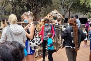 Nairobi: Nationaal Park, Olifantenweeshuis en Giraffe Tour