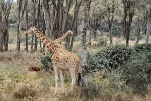 Nairobi: Nationaal Park, Olifantenweeshuis en Giraffe Tour