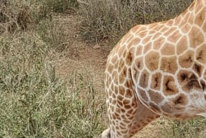 Nairobi: Nationaal Park, Olifantenweeshuis en Giraffe Tour