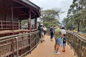 Nairobi: Nationaal Park, Olifantenweeshuis en Giraffe Tour