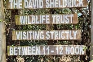 Nairobi: Nationaal Park, Olifantenweeshuis en Giraffe Tour