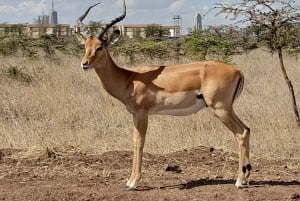 Nairobi: Nationaal Park, Olifantenweeshuis en Giraffe Tour