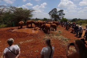 Nairobi: Nationaal Park, Olifantenweeshuis en Giraffe Tour