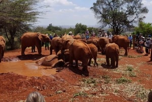 Nairobi: Nationaal Park, Olifantenweeshuis en Giraffe Tour