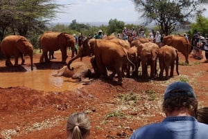 Nairobi: Nationaal Park, Olifantenweeshuis en Giraffe Tour