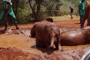 Nairobi: Nationaal Park, Olifantenweeshuis en Giraffe Tour