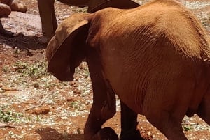 Nairobi: Nationaal Park, Olifantenweeshuis en Giraffe Tour
