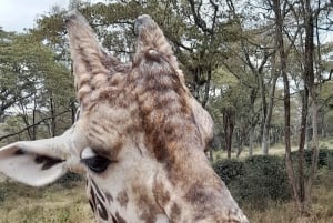 Nairobi: Nationaal Park, Olifantenweeshuis en Giraffe Tour