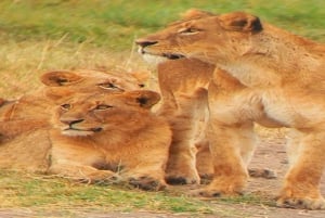 National Park, Elephant Orphanage & Giraffe Center