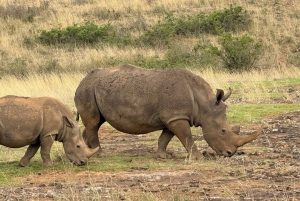 National Park, Elephant Orphanage & Giraffe Center