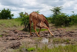 National Park, Elephant Orphanage & Giraffe Center