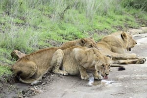 National Park, Elephant Orphanage & Giraffe Center