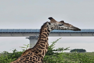 National Park, Elephant Orphanage & Giraffe Center
