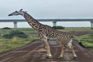 National Park, Elephant Orphanage & Giraffe Center