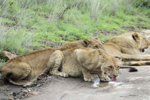 National Park, Elephant Orphanage & Giraffe Center