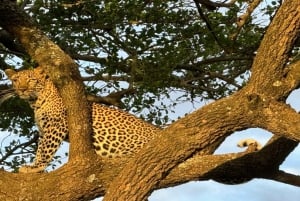 National Park, Elephant Orphanage & Giraffe Center