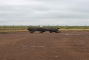 National Park, Elephant Orphanage & Giraffe Center
