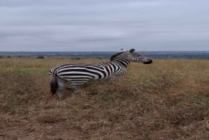 National Park, Elephant Orphanage & Giraffe Center