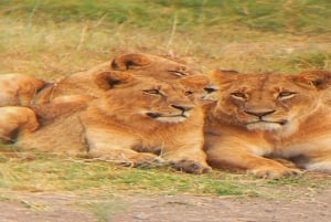 National Park, Elephant Orphanage & Giraffe Center