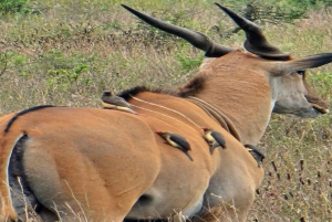 National Park, Elephant Orphanage & Giraffe Center