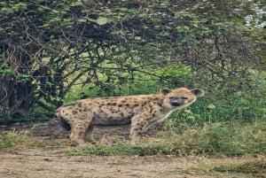 National Park, Elephant Orphanage & Giraffe Center