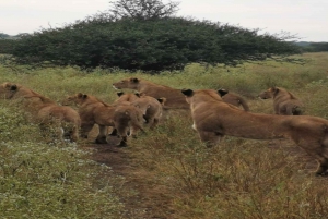 National Park, Elephant Orphanage & Giraffe Center