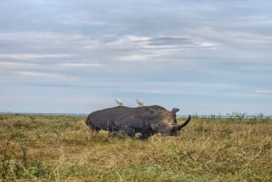 National Park, Elephant Orphanage & Giraffe Center