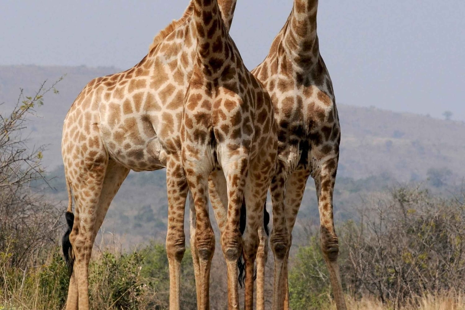 Nairobi: kansallispuisto, norsujen orpokoti ja kirahvikeskus.