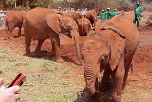 Nairobi: Park Narodowy, Schronisko dla Słoni i Centrum Żyraf