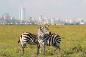 Nairobi: Park Narodowy, Schronisko dla Słoni i Centrum Żyraf