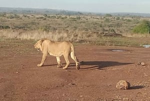 Nairobi: Park Narodowy, Schronisko dla Słoni i Centrum Żyraf