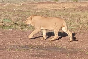 Nairobi: Park Narodowy, Schronisko dla Słoni i Centrum Żyraf