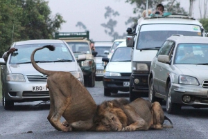Nairobi: Park Narodowy, Schronisko dla Słoni i Centrum Żyraf