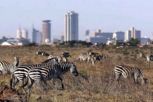 Nairobi: National Park, Elephant Orphanage & Giraffe Center