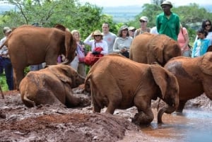 Nairobi: Nationalpark, elefantbørnehjem og girafcenter