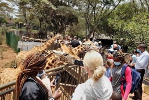 Nairobi: Nationalpark, elefantbørnehjem og girafcenter