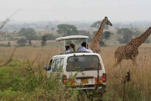 Nairobi: Nationalpark, elefantbørnehjem og girafcenter