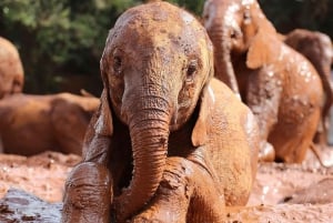 Nairobi: Nationalpark, elefantbørnehjem og girafcenter