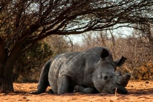 Nairobi: Nationalpark, elefantbørnehjem og girafcenter