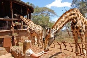 Nairobi: Nationalpark, elefantbørnehjem og girafcenter