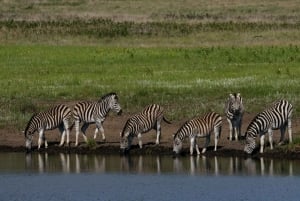 Nairobi: Nationalpark, elefantbørnehjem og girafcenter