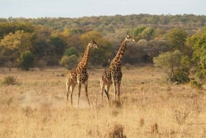 Nairobi: kansallispuisto, norsujen orpokoti ja kirahvikeskus