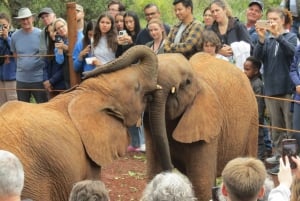 Nairobi: Nationalpark, elefantbørnehjem og girafcenter